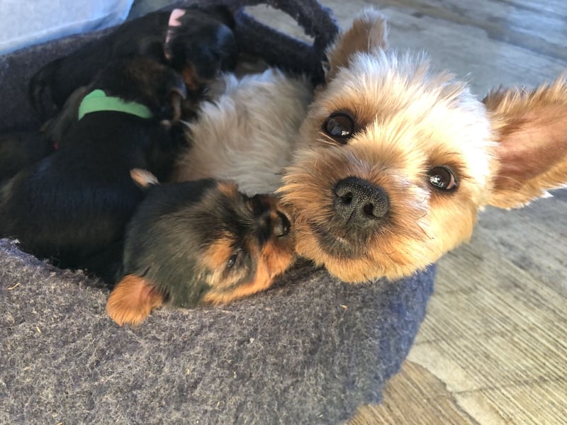 Yorkshire Terrier Rüde Welpe ab der 12. Woche von privat zu verkaufen
