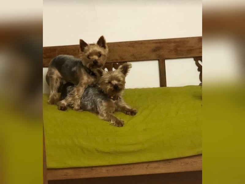 Yorkshire Terrier Welpe Rüde geb. 10.3.25