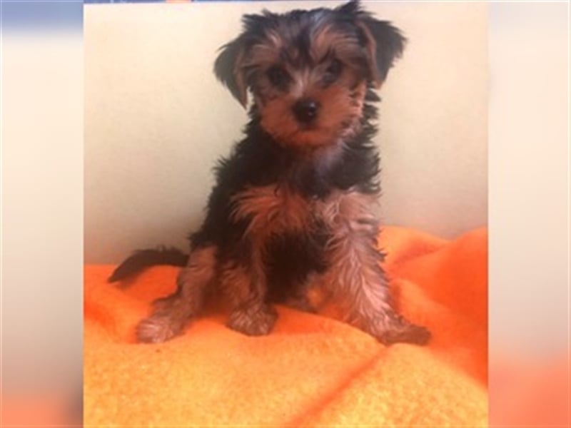 Yorkshire Terrier Welpe Rüde geb. 10.3.25