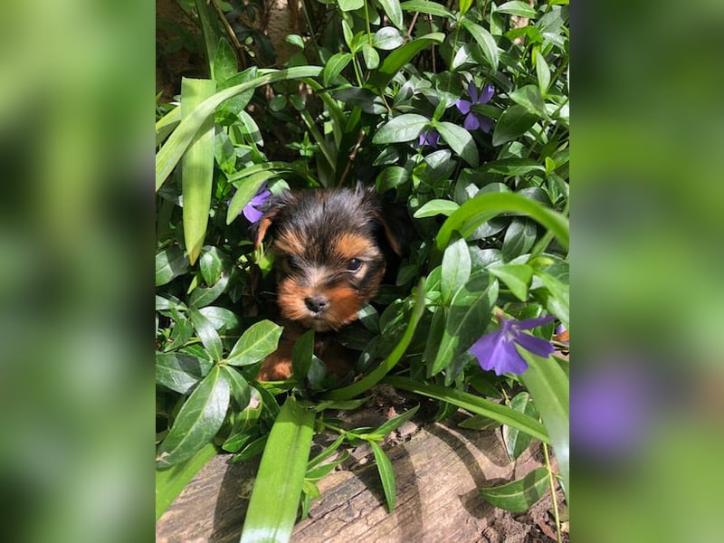 Yorkshire Terrier Welpe Rüde geb. 10.3.25
