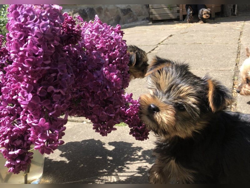 Yorkshire Terrier Welpe Rüde geb. 10.3.25