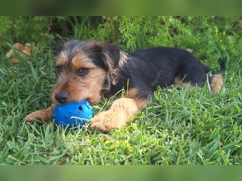 ALFIE - kleiner Held