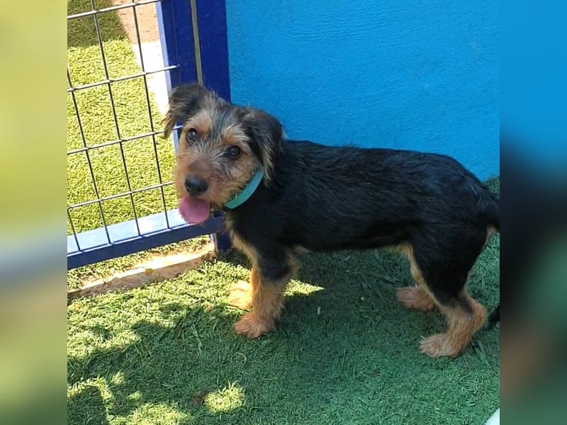 ALFIE - kleiner Held