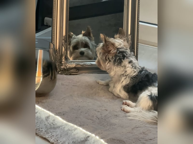 Yorkshire Terrier als Deckrüde