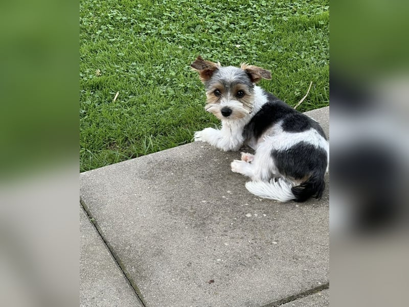 Yorkshire Terrier als Deckrüde