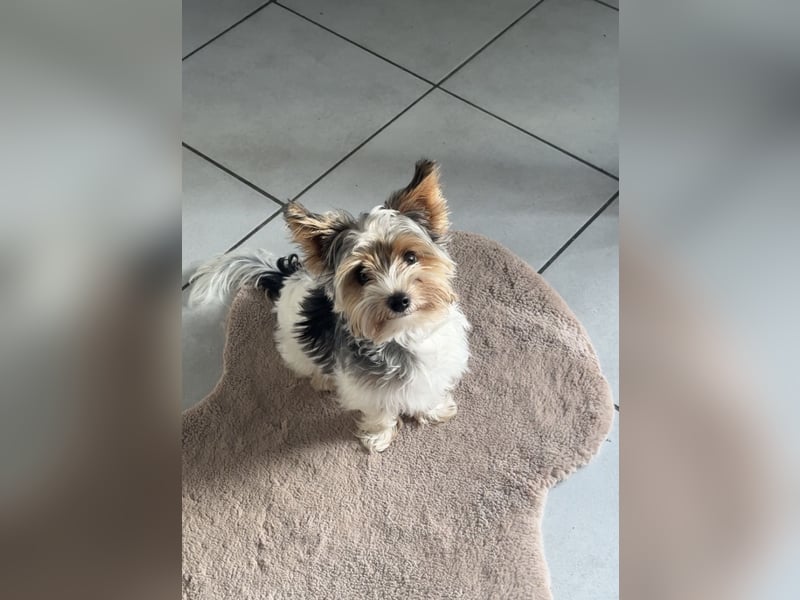 Yorkshire Terrier als Deckrüde