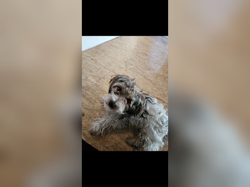Der 1 Jährige Jimmy sucht ein liebevolles Zuhause