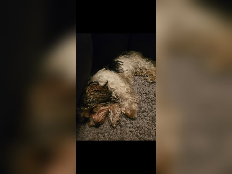 Der 1 Jährige Jimmy sucht ein liebevolles Zuhause