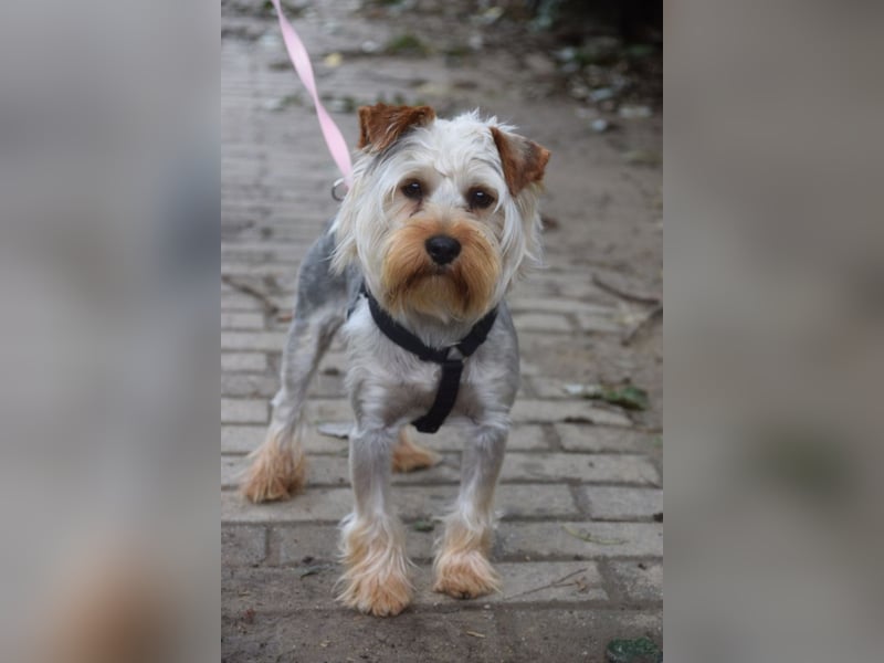 Bubi - freundlicher, aufgeschlossener, kleiner Rüde