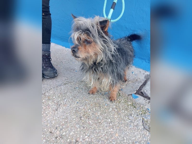 Tobby, hofft auf seine große Chance