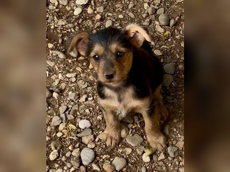 Manolito, sucht sein Körbchen