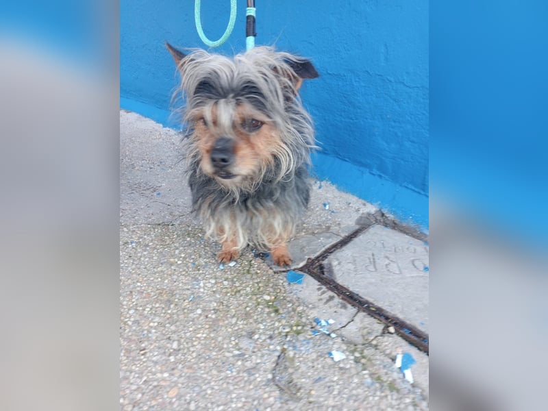 Tobby, hofft auf seine große Chance