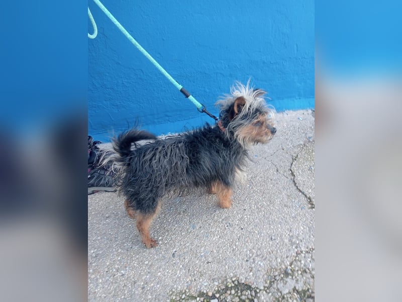 Tobby, hofft auf seine große Chance