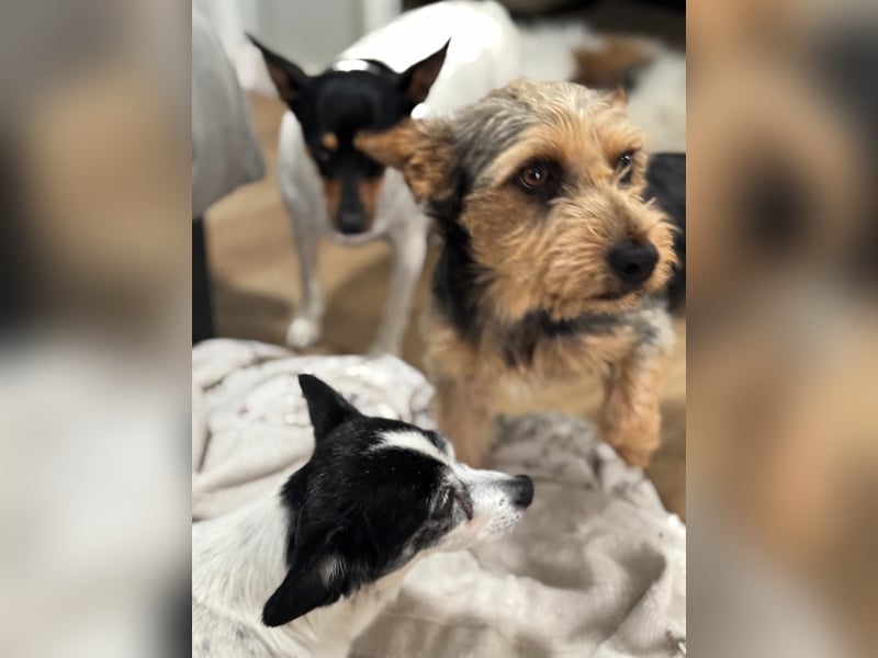 Terry, sucht seine Familie