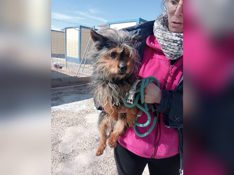 Tobby, hofft auf seine große Chance