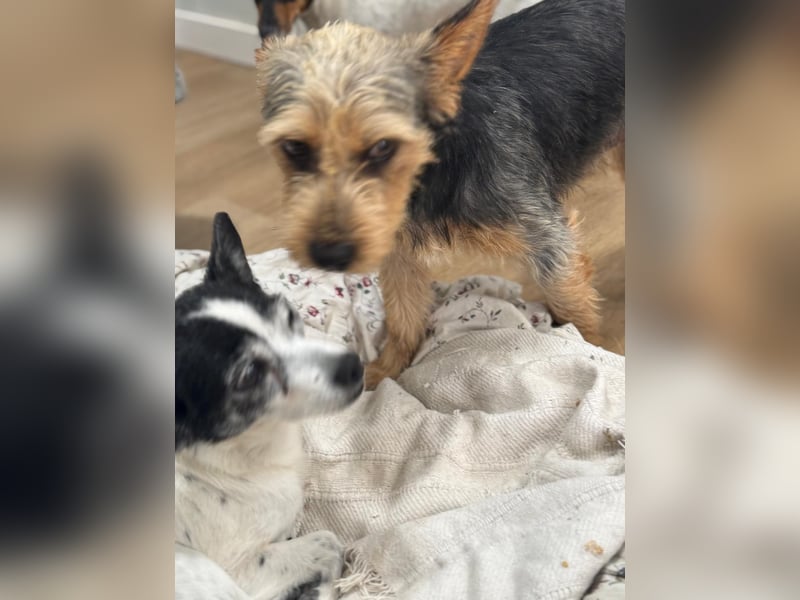 Terry, sucht seine Familie