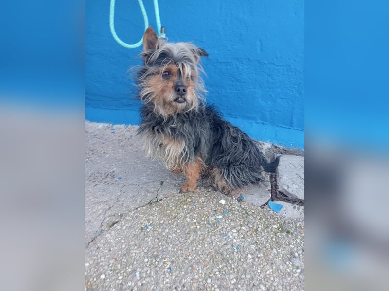 Tobby, hofft auf seine große Chance