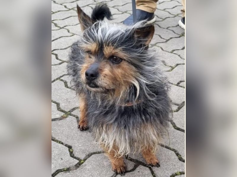 Tobby, hofft auf seine große Chance