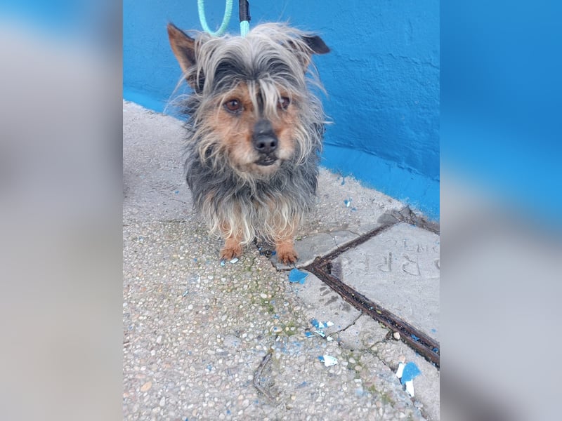 Tobby, hofft auf seine große Chance