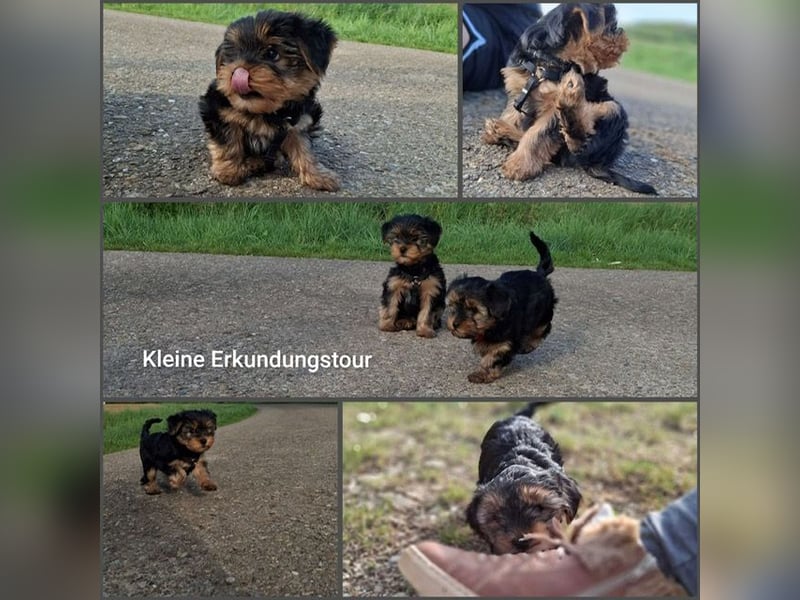 Yorkshire Terrier