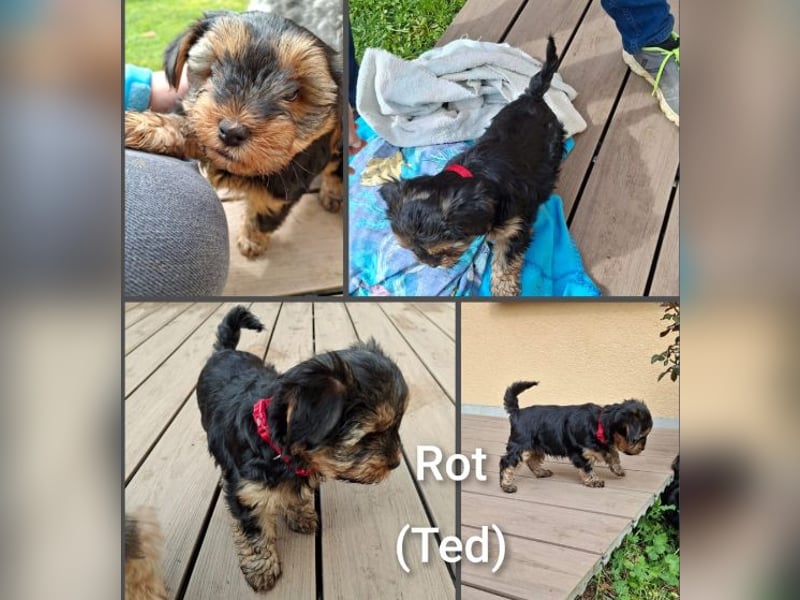 Yorkshire Terrier