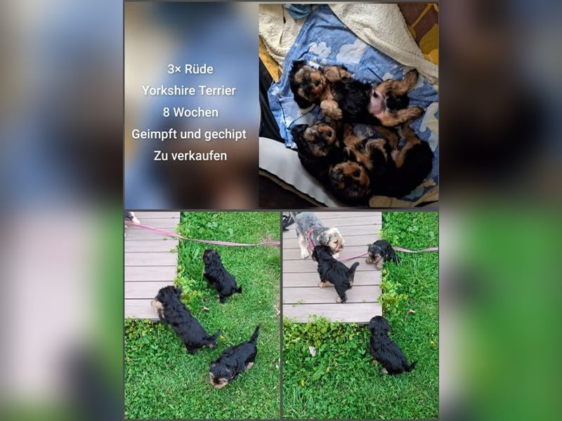 Yorkshire Terrier