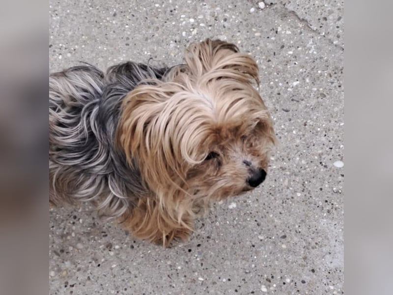 ROCKY-SCHEIDUNGSHUND