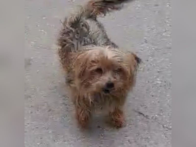 ROCKY-SCHEIDUNGSHUND