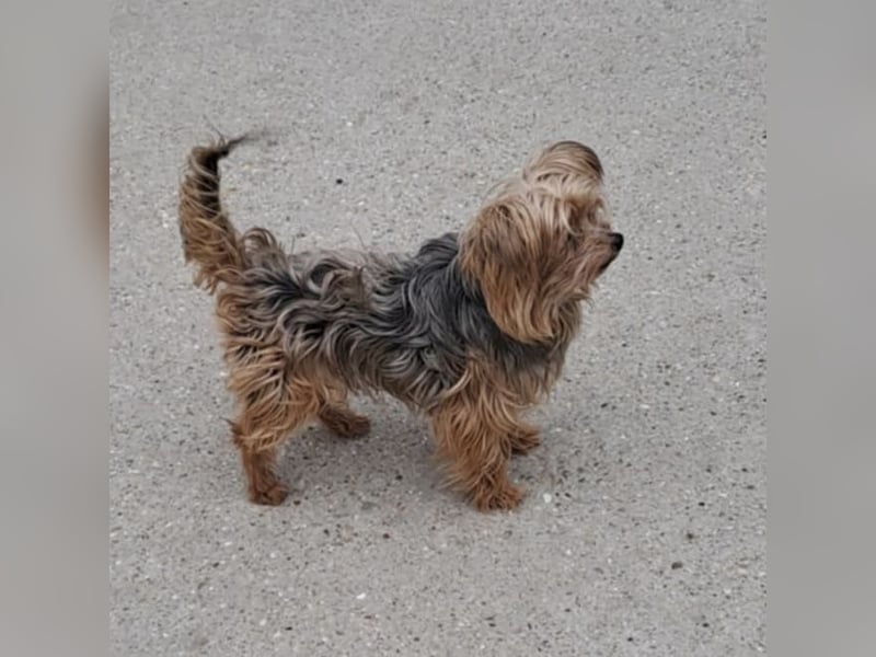 ROCKY-SCHEIDUNGSHUND