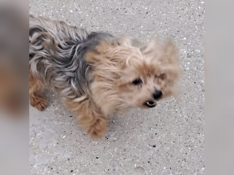 ROCKY-SCHEIDUNGSHUND