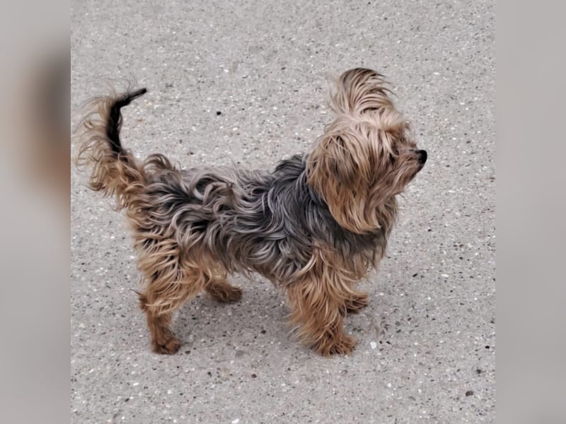 ROCKY-SCHEIDUNGSHUND