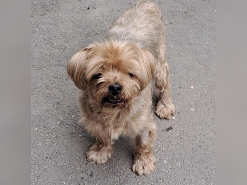 CHARLIE-HATTE EIN ZUHAUSE