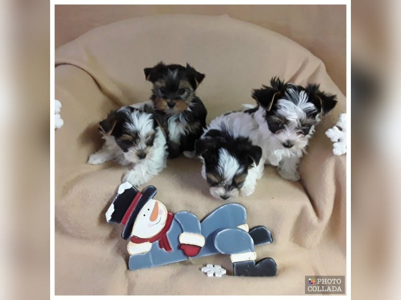 Biewer Yorkshire und Yorkshire Terrier Welpen suchen bald ein neues Zuhause.
