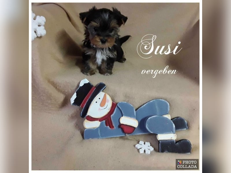 Biewer Yorkshire und Yorkshire Terrier Welpen suchen bald ein neues Zuhause.
