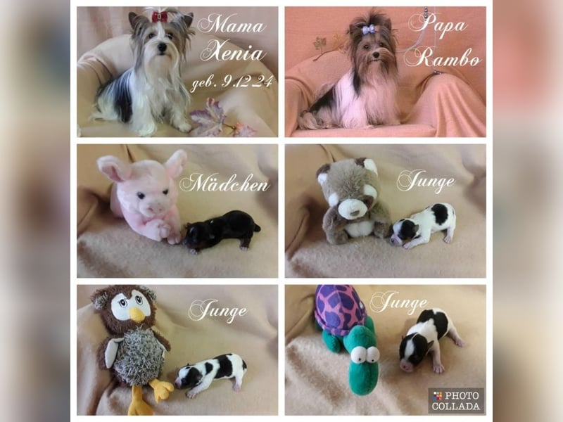Biewer Yorkshire und Yorkshire Terrier Welpen suchen bald ein neues Zuhause.