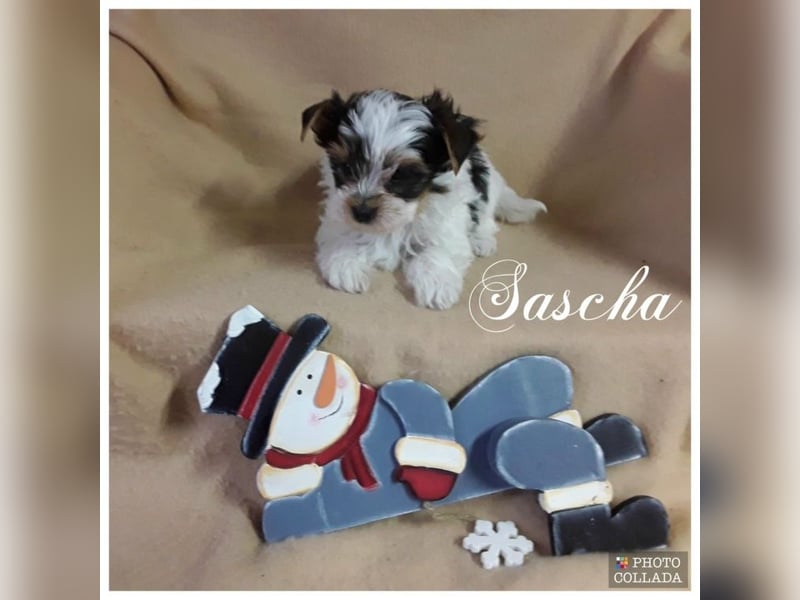 Biewer Yorkshire und Yorkshire Terrier Welpen suchen bald ein neues Zuhause.