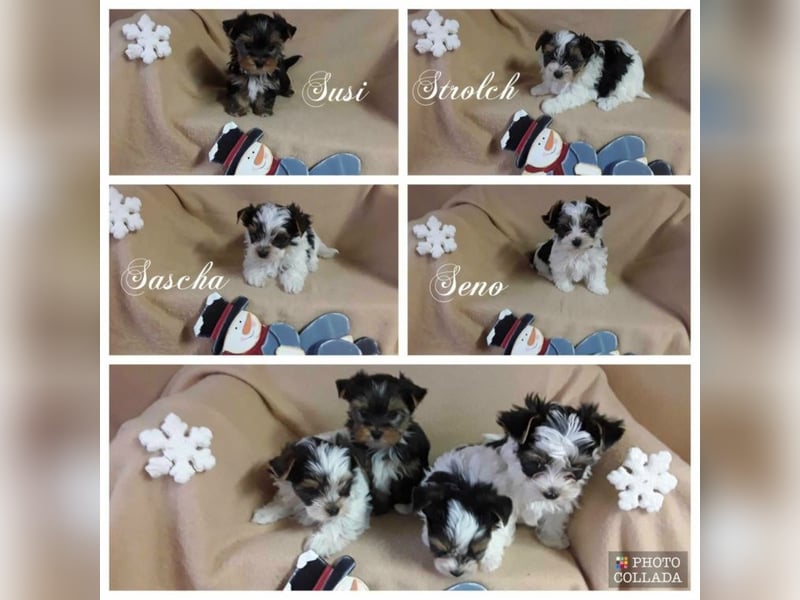 Biewer Yorkshire und Yorkshire Terrier Welpen suchen bald ein neues Zuhause.