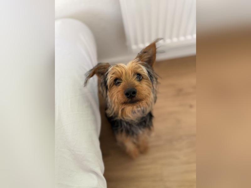 Yorkshire Mix Rüde Lenny
