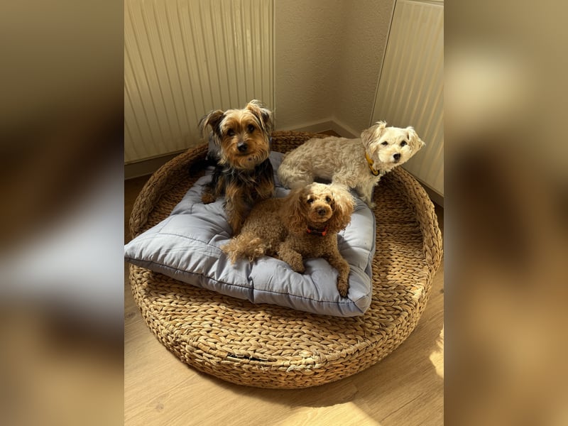 Yorkshire Mix Rüde Lenny