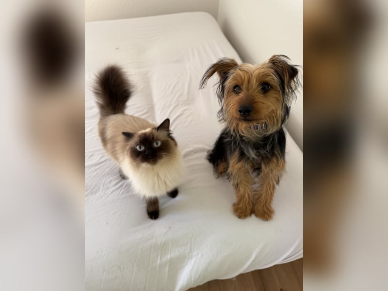 Yorkshire Mix Rüde Lenny