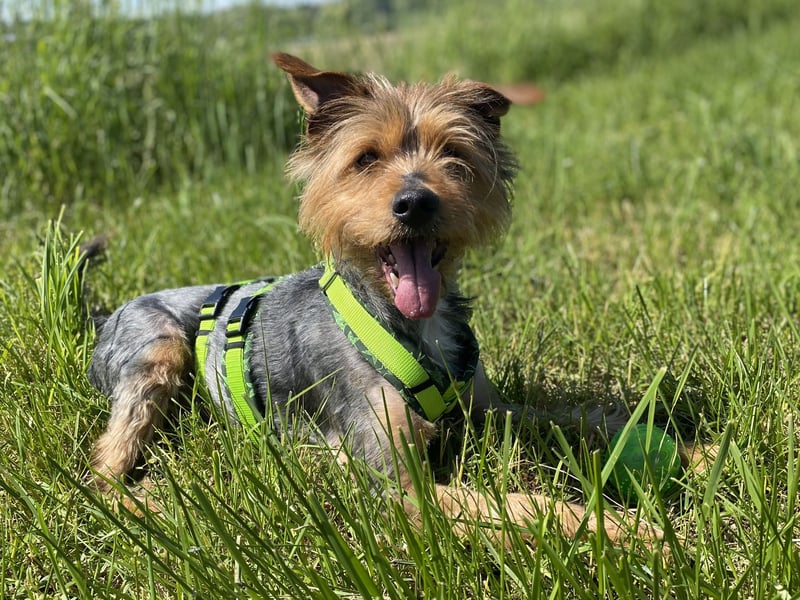 Coco, aktiv und katzenfreundlich