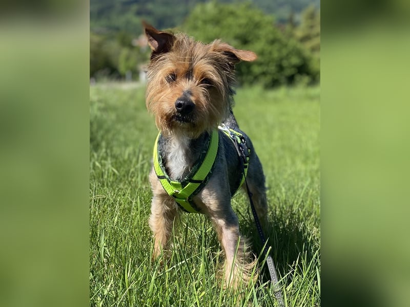 Coco, aktiv und katzenfreundlich