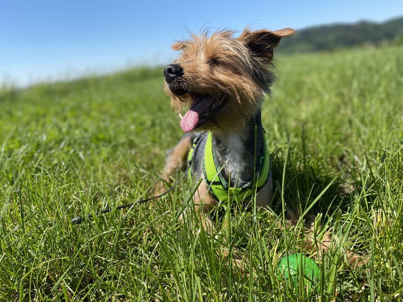 Coco, aktiv und katzenfreundlich