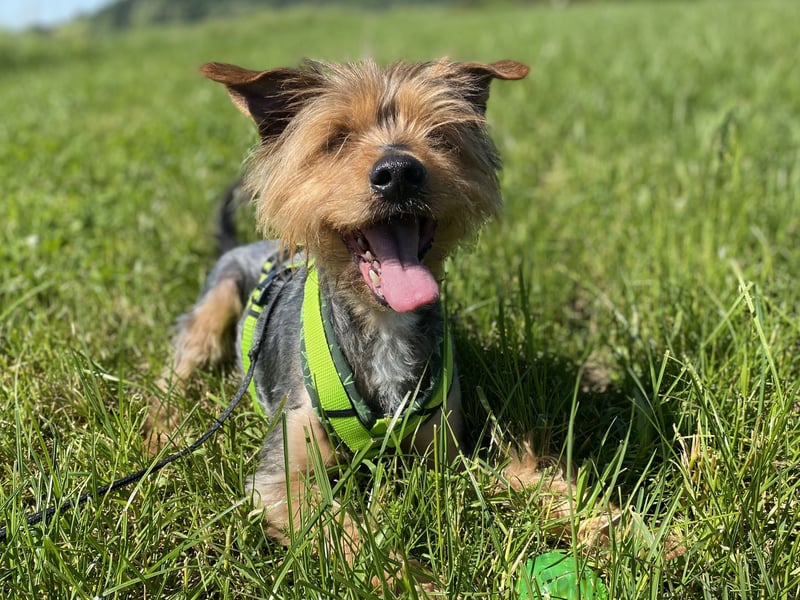 Coco, aktiv und katzenfreundlich