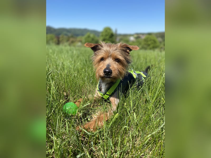 Coco, aktiv und katzenfreundlich