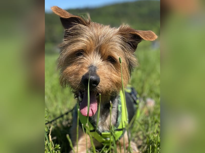 Coco, aktiv und katzenfreundlich