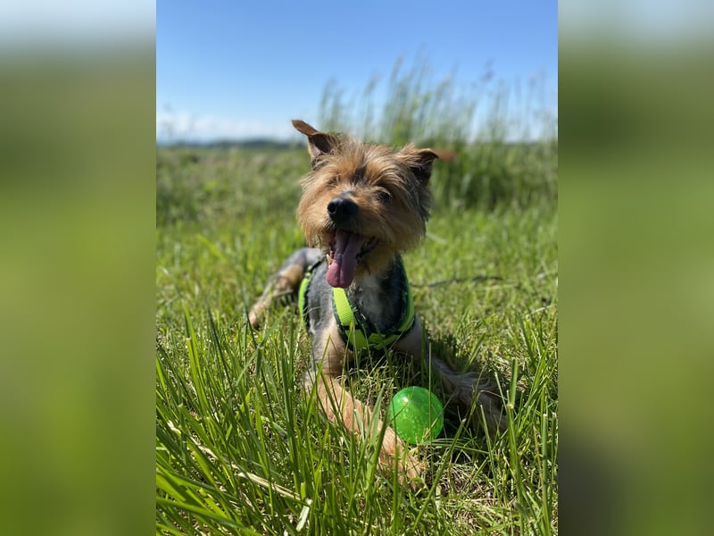Coco, aktiv und katzenfreundlich