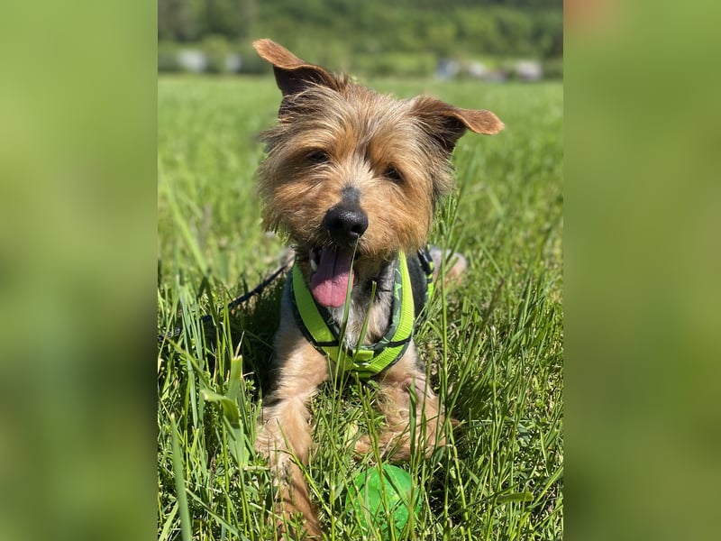 Coco, aktiv und katzenfreundlich