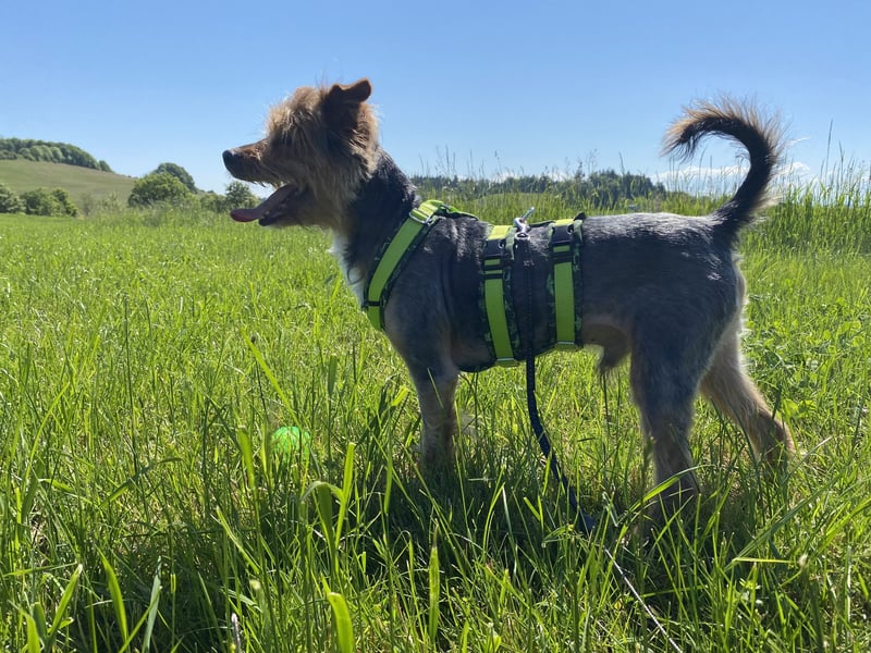 Coco, aktiv und katzenfreundlich