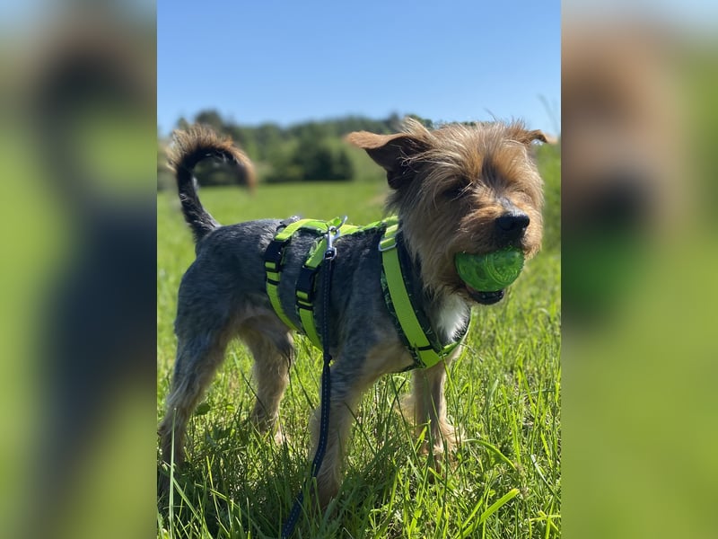 Coco, sucht seine Menschen